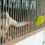 The ethical case against keeping Animals in captivity (photo by ravi kant)