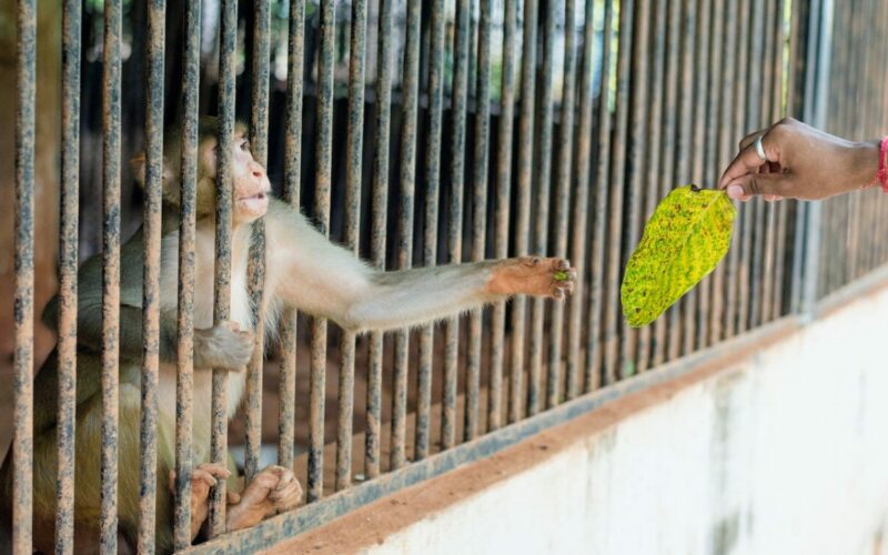 The ethical case against keeping Animals in captivity (photo by ravi kant)