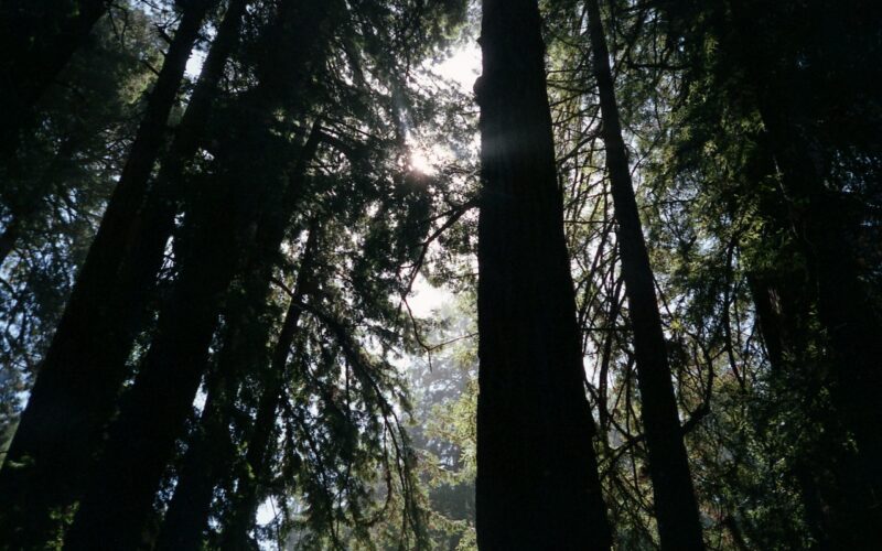 Towering Redwoods (Photo by Jill Evans)