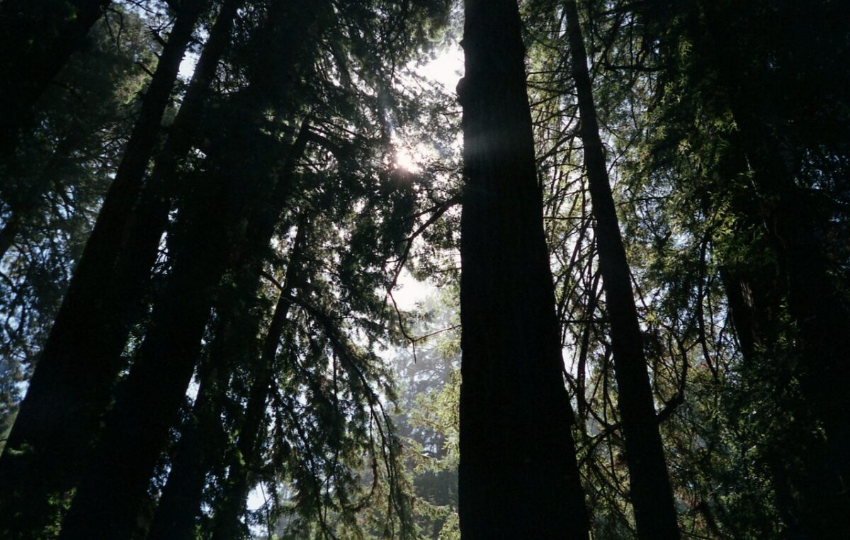 Towering Redwoods (Photo by Jill Evans)