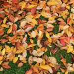 Fall Leaves helps grass during the winter