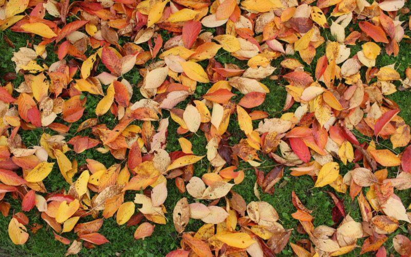 Raking Leaves Removes Winter Protection For Your Grass
