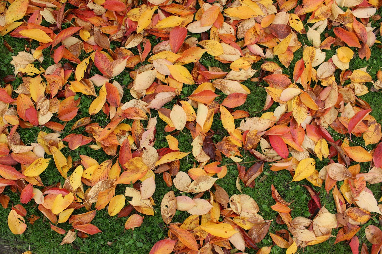 Raking Leaves Removes Winter Protection For Your Grass