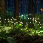How ecosystems breathe in the light