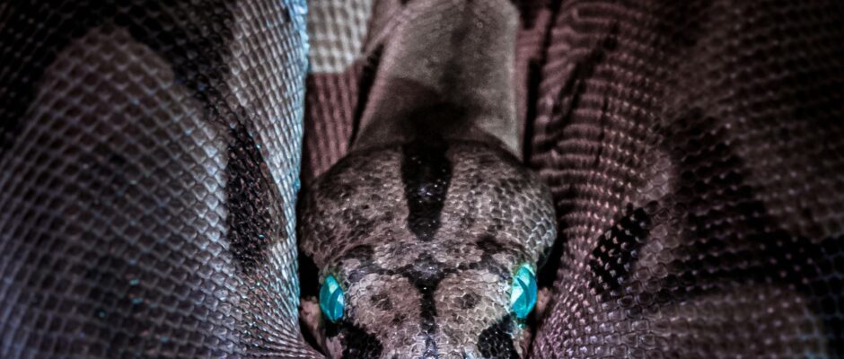 The Snake Eats Its Own Head Photo by Jan Kopřiva