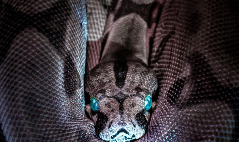 The Snake Eats Its Own Head Photo by Jan Kopřiva